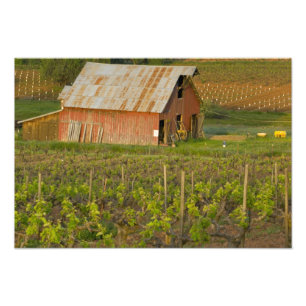 Alte rote Scheune am Rand des Zinfandel-Weingarten Fotodruck