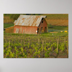 Alte rote Scheune am Rande des Zinfandel-Weingarte Poster