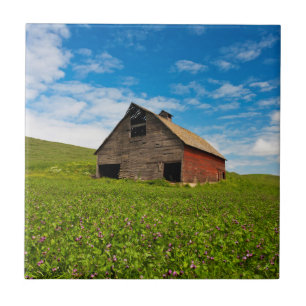 Alte, rote Scheune auf einem Feld mit Kichererbsen Fliese