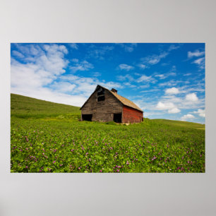 Alte, rote Scheune auf einem Feld mit Kichererbsen Poster