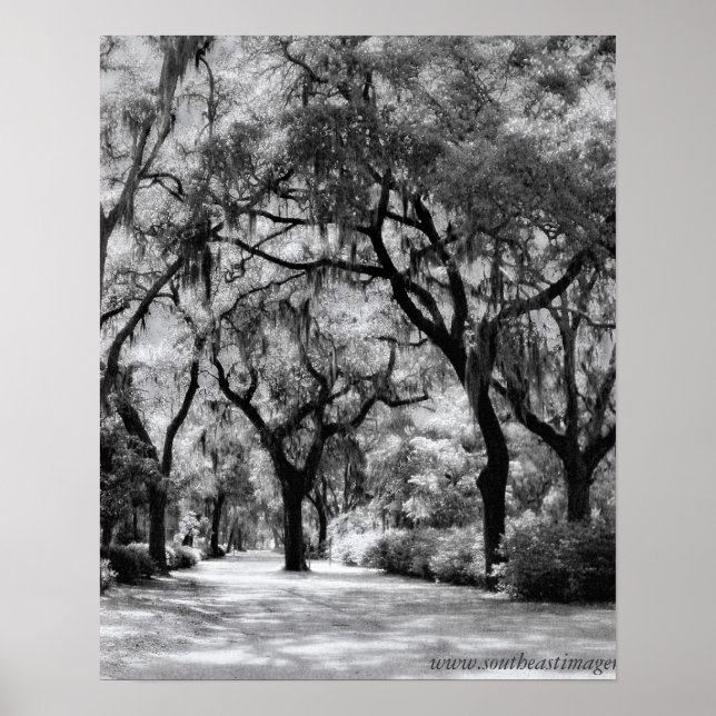 Alte Südpromenade Poster (Vorne)