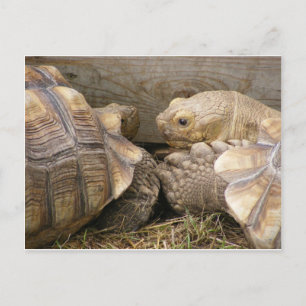 Alte Tratsch Postkarte