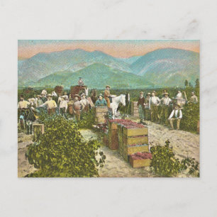 Alte Traubenernte Postkarte
