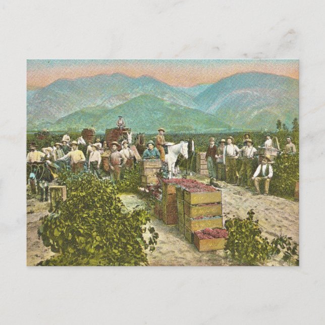 Alte Traubenernte Postkarte (Vorderseite)