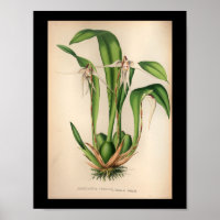 Alte Vintage Orchideen-Blume druckweiß