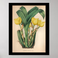 Alte Vintage Orchideen-Blume Gelb drucken