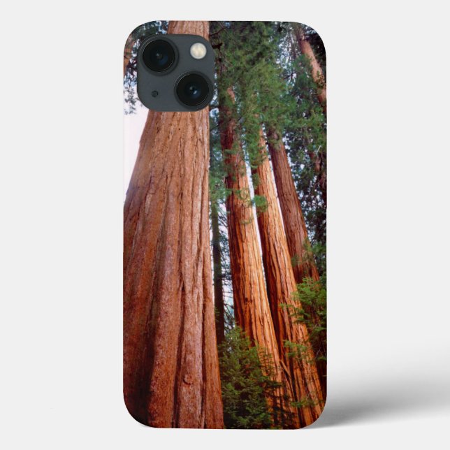 Alte, wachsende Sequoia-Redwood-Bäume Case-Mate iPhone Hülle (Rückseite)
