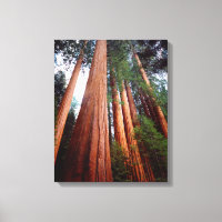 Alte, wachsende Sequoia-Redwood-Bäume