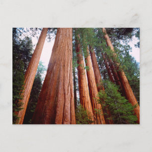 Alte, wachsende Sequoia-Redwood-Bäume Postkarte
