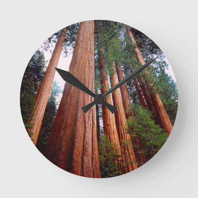 Alte, wachsende Sequoia-Redwood-Bäume Runde Wanduhr (Vorderseite)