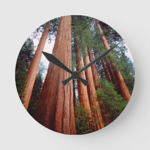 Alte, wachsende Sequoia-Redwood-Bäume Runde Wanduhr