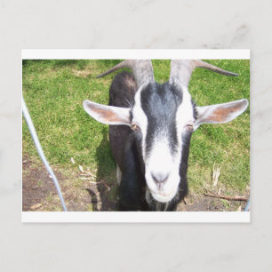 Alte Ziege Postkarte