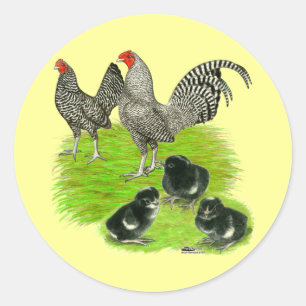 Altenglische Barred-Bantam-Familie Runder Aufkleber