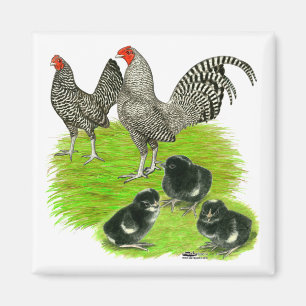 Altenglische Sperber-Bantam-Familie Magnet