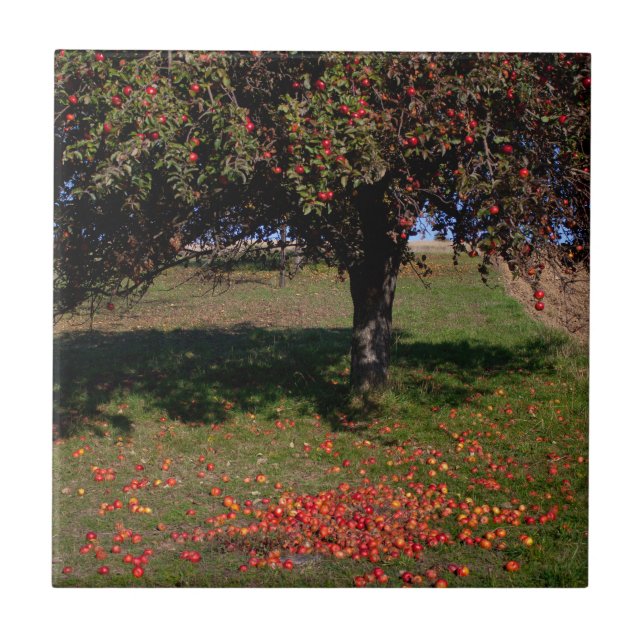 Alter Apfelbaum Fliese (Vorderseite)