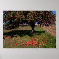 Alter Apfelbaum