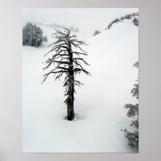 Alter Baum am Berg Bachelor Poster