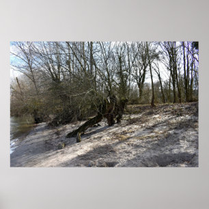 Alter Baum am Flussufer von Nierstein in Deutschla Poster