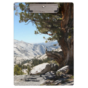 Alter Baum an Yosemite Nationalpark Klemmbrett