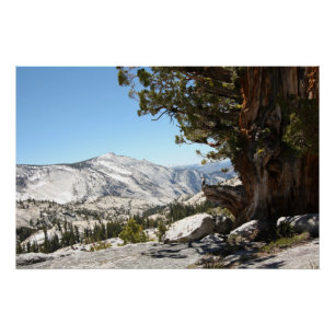 Alter Baum an Yosemite Nationalpark Poster