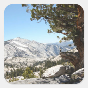 Alter Baum an Yosemite Nationalpark Quadratischer Aufkleber