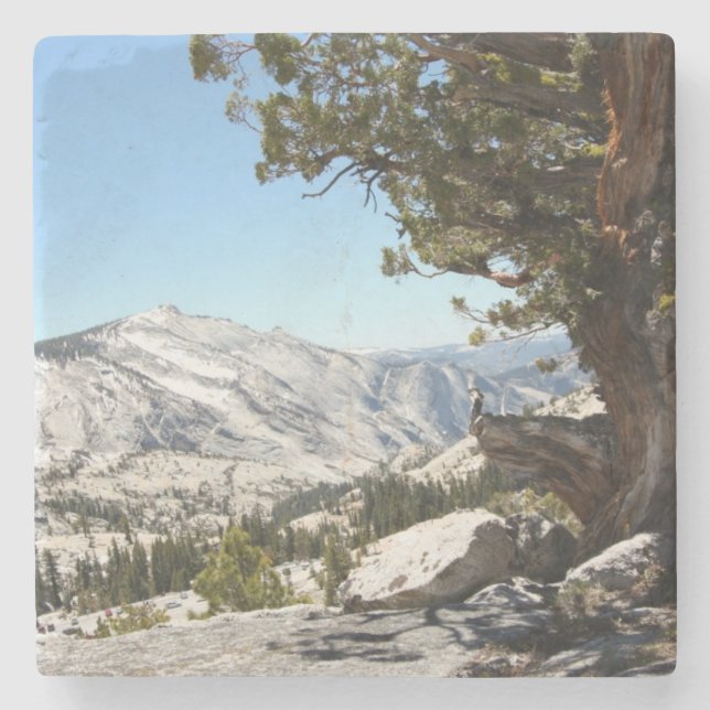 Alter Baum an Yosemite Nationalpark Steinuntersetzer (Vorderseite)