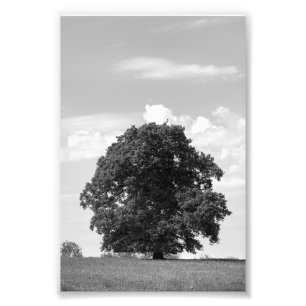 Alter Baum Fotodruck