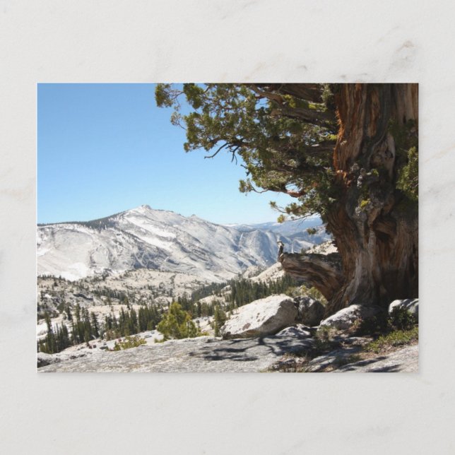 Alter Baum im Yosemite Nationalpark Postkarte (Vorderseite)