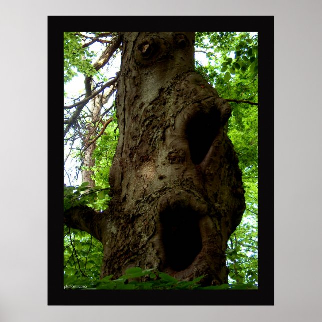 Alter Baum Poster (Vorne)
