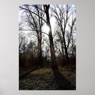 Alter Baum, Wintersonne Poster