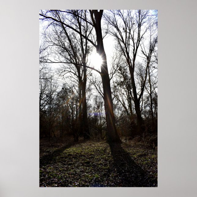 Alter Baum, Wintersonne Poster (Vorne)