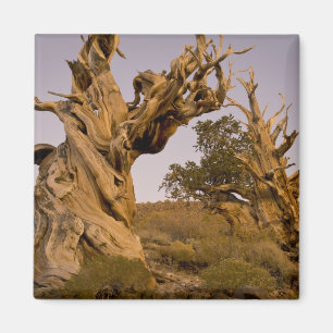 Alter Bristlecone-Wald, Weiße Berge, CA Magnet