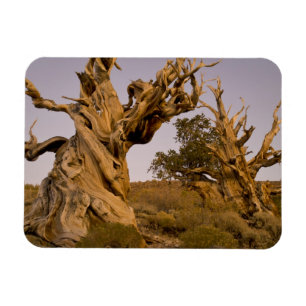 Alter Bristlecone-Wald, Weiße Berge, CA Magnet