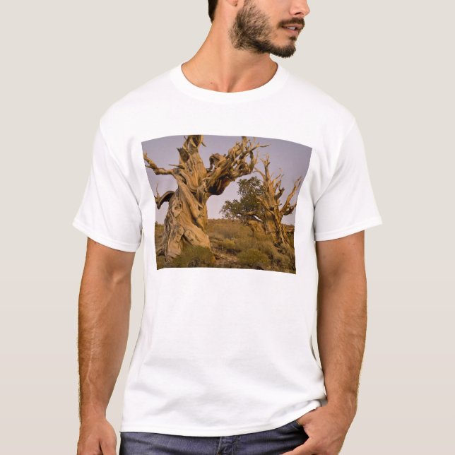 Alter Bristlecone-Wald, Weiße Berge, CA T-Shirt (Vorderseite)