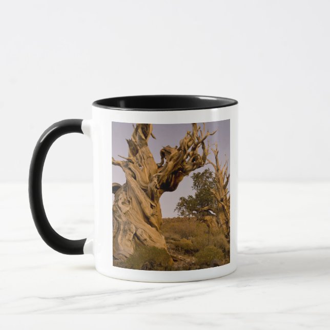 Alter Bristlecone-Wald, Weiße Berge, CA Tasse (Links)