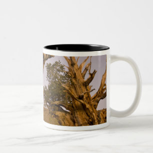 Alter Bristlecone-Wald, Weiße Berge, CA Zweifarbige Tasse