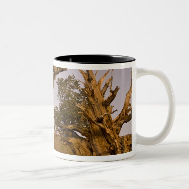Alter Bristlecone-Wald, Weiße Berge, CA Zweifarbige Tasse (Rechts)