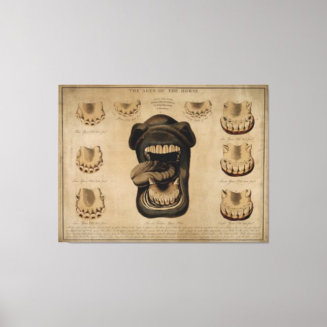 Alter der Mundhölzern des Pferdes Etching Aquarell Leinwanddruck (Vorderseite)