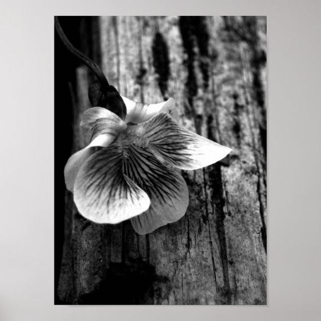 Alter der Nichtigkeit Poster (Vorne)