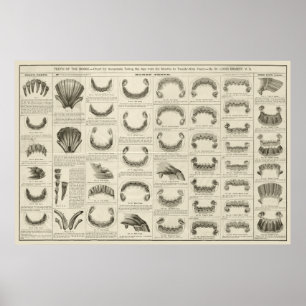 Alter des Pferdes anhand des Zahn-Diagramms Anatom Poster