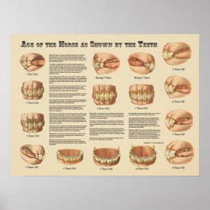 Alter des Pferdes, dargestellt durch die Zähne Dia Poster