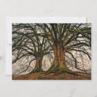 Alter Eichenbaum im Winter