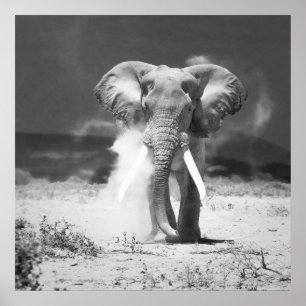Alter Elefant Poster