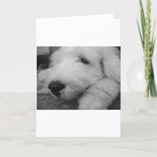 Alter englischer Schäferhund Karte