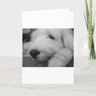 Alter englischer Schäferhund Karte