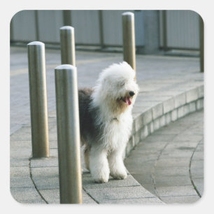 Alter englischer Schafhund 2 Quadratischer Aufkleber