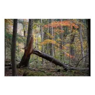 Alter gefällter Baum Herbstwald Natur Landschaft Poster