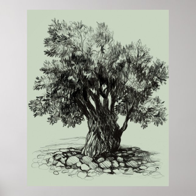 Alter Olivenbaum Poster (Vorne)
