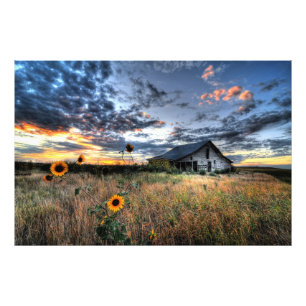 Alter Stall mit Sonnenblumen bei Sunset - Hi Res F Fotodruck