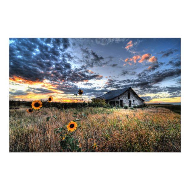 Alter Stall mit Sonnenblumen bei Sunset - Hi Res F Fotodruck (Vorne)